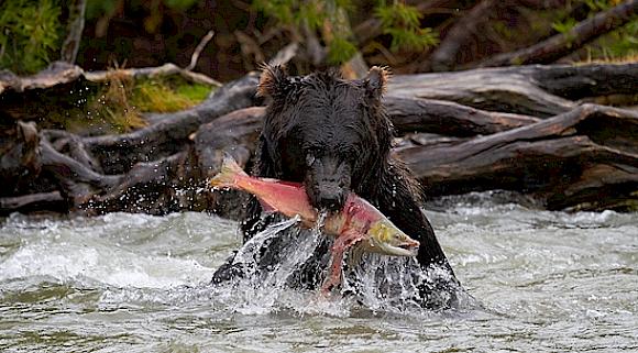 Faszinierende Multimedia-Präsentation "Highlights der Naturfotografie" Faszinierende Multimedia-Präsentation "Highlights der Naturfotografie"