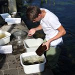 Gewässeruntersuchung an der Brenz (Kanalstraße)