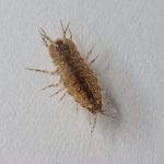 Wasserassel (Asellus asellus)