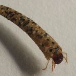 Köcherfliegenlarve Sericostoma sp.