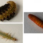 Köcherfliegenlarve Rhiacophila sp. mit Puppengehäuse und Puppe