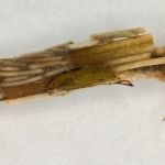 Köcherfliegenlarve Phyganea sp.