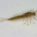 Eintagsfliegenlarve  Baetis rhodani (Glashaft)