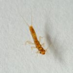 Steinfliegenlarve Leuctra sp.