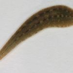 Großer Schneckenegel (Glossiphonia complanata)