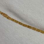 Fischegel (Piscicola geometra)