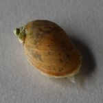 Eiförmige Schlammschnecke (Radix per. ovata)