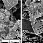 Kieselalgen (Diatomea, rasterelektronenmikropskopische Aufnahmen in Zusammenarbeit mit der Universität Ulm)