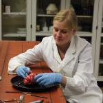 Projekt Humanphysiologie: Herzpräparation