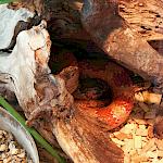 Unsere beiden Kornnattern "Ramazzotti" und "Amanda" im Kurs B