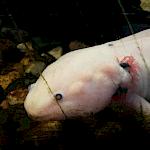 Unser Axolotl im Kurs B