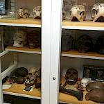 Sammlung Biologie im Gang Kurs B