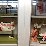 Sammlung Biologie im Gang Kurs B