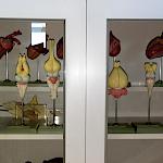 Sammlung Biologie im Gang Kurs B