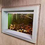 Unsere eingebauten Aquarien