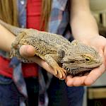 Unsere Bartagame "Itschi" im Kurs B