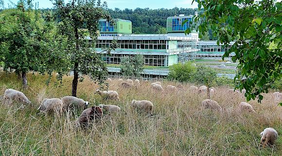 "Rasenmäher" in Aktion